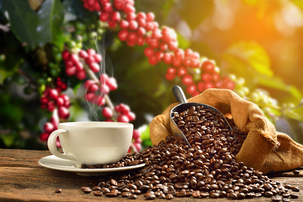 reife Kaffeekirschen und geröstete Kaffeebohnen